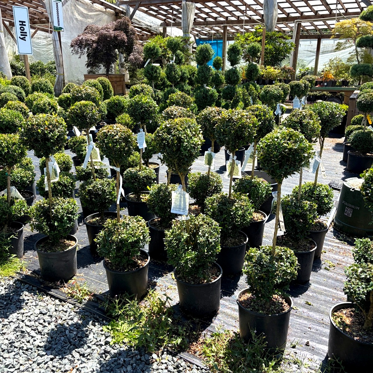 holly_topiary_1200x1200_brightened.jpg