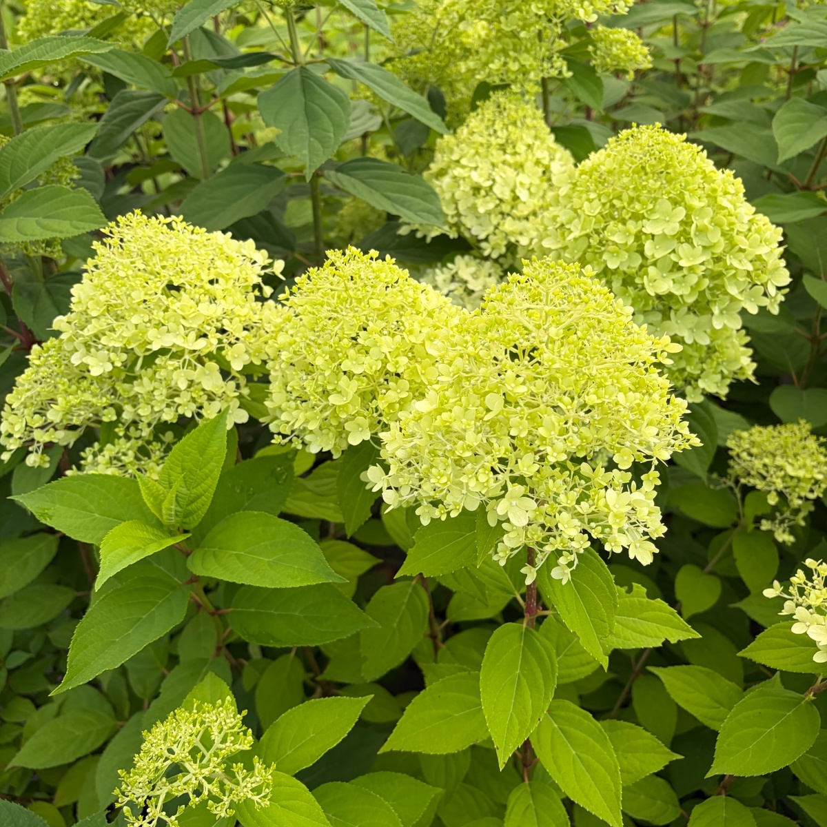 limelight_1200x1200.jpg
