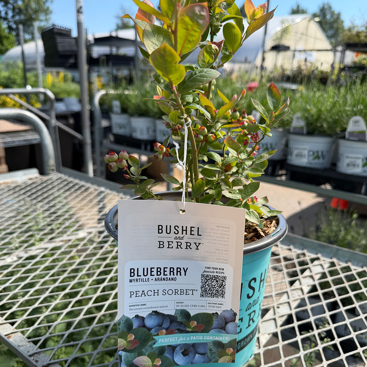 peachsorbet_blueberry.jpg