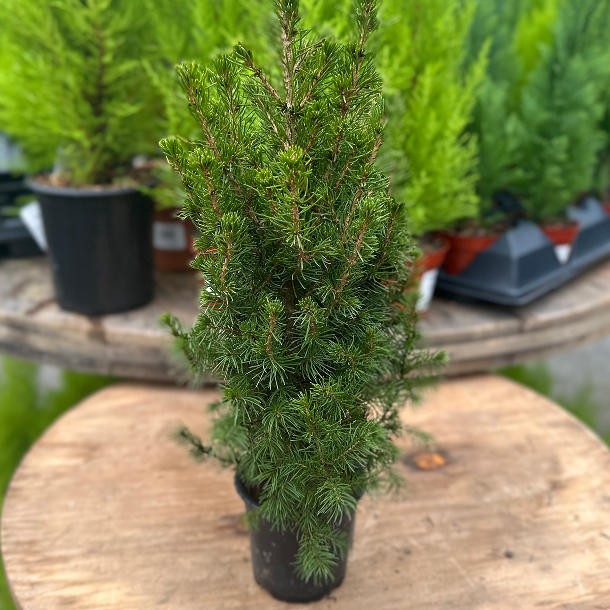 picea_glauca_conica.jpg