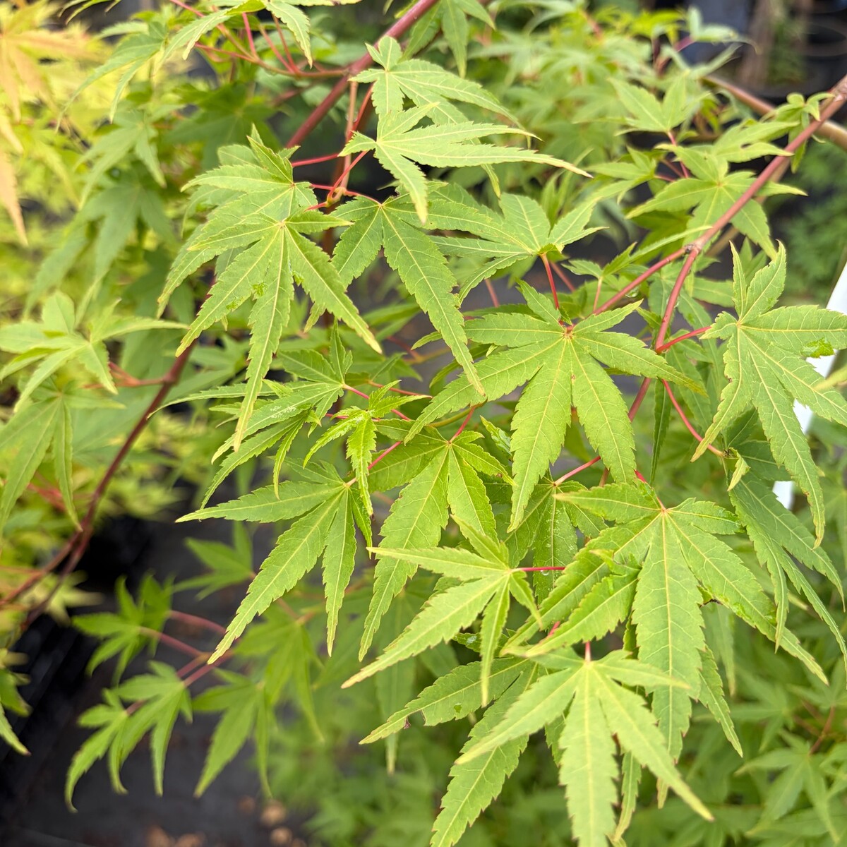 ryusen-japanese-maple-1.jpg