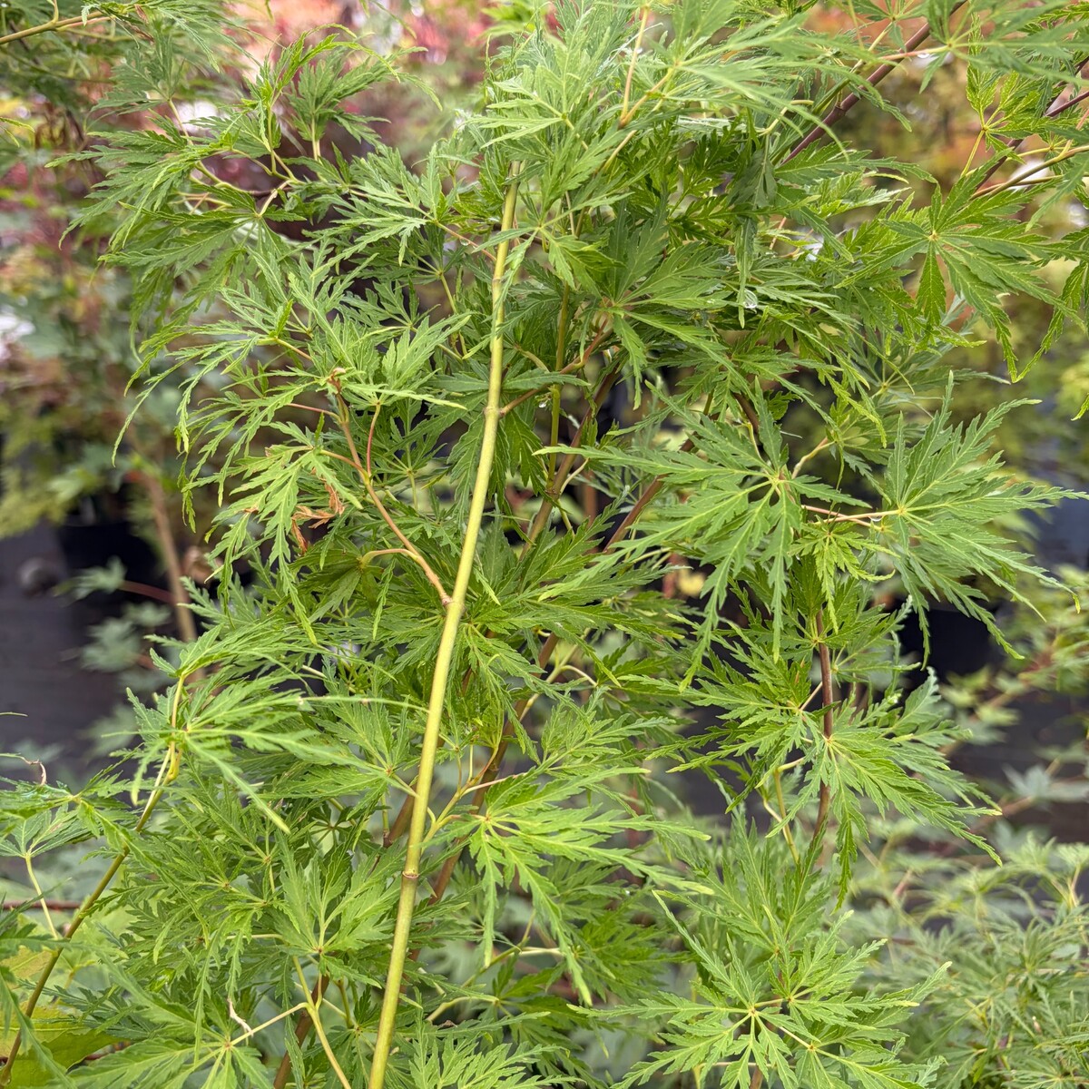 seiryu-japanese-maple-1.jpg