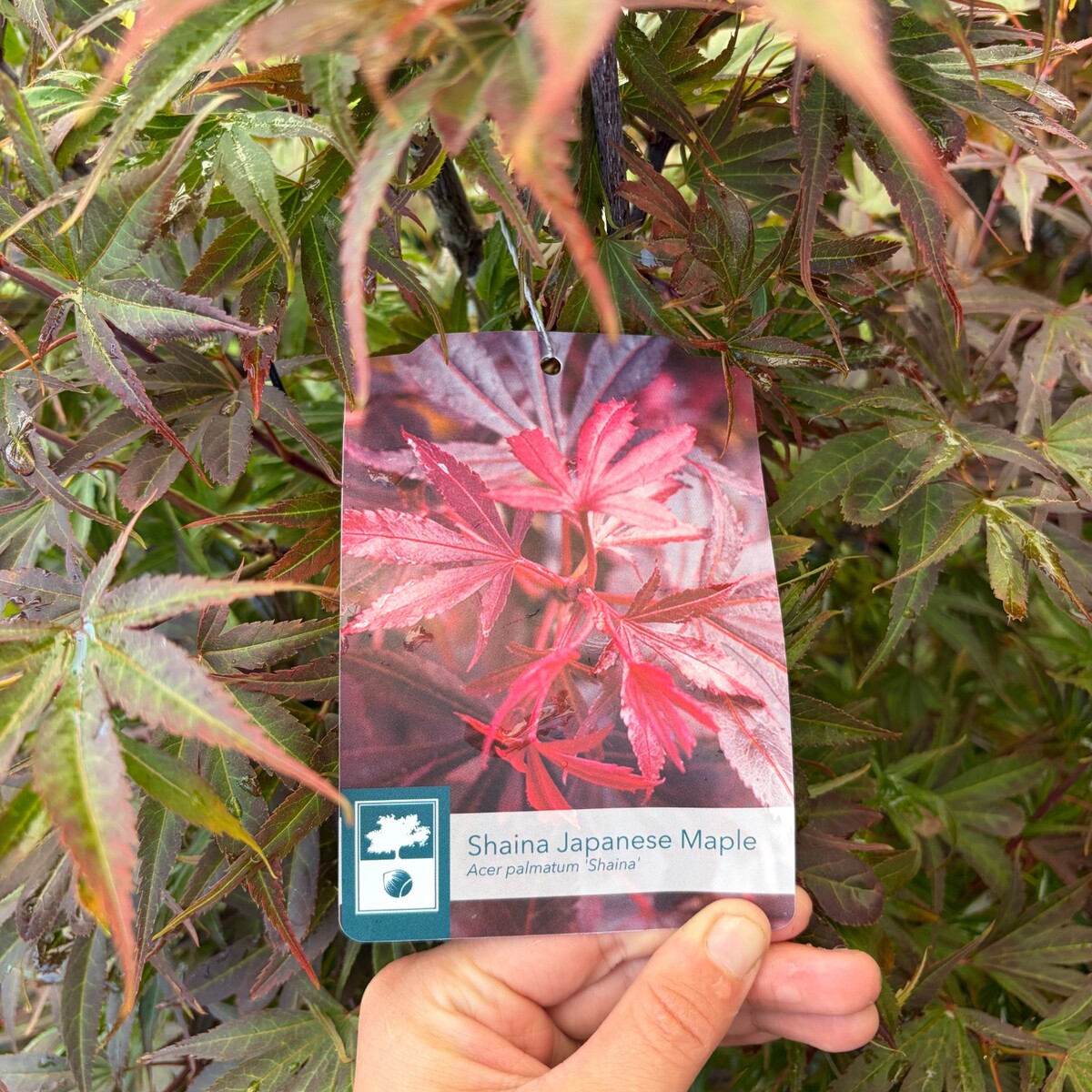 shaina-japanese-maple-1.jpg