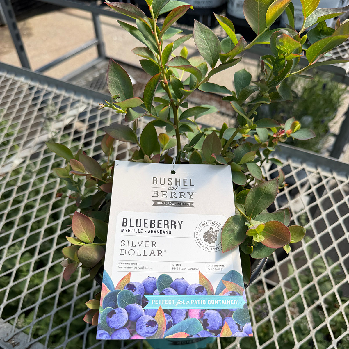 silverdollar_blueberry.jpg