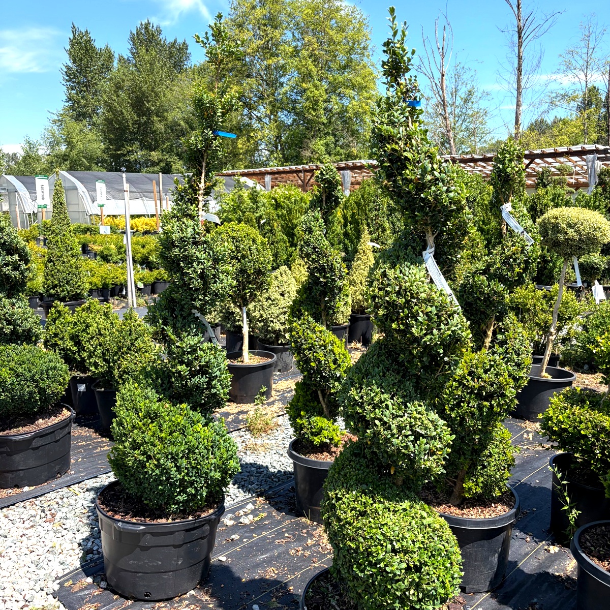 topiary_collection_2_1200x1200.jpg