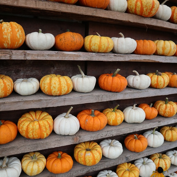 Families exploring the covered Harvest Hollow pumpkin patch