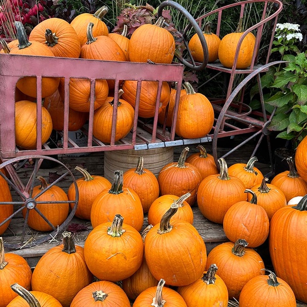 Children posing for fall photos with pumpkins and scarecrows