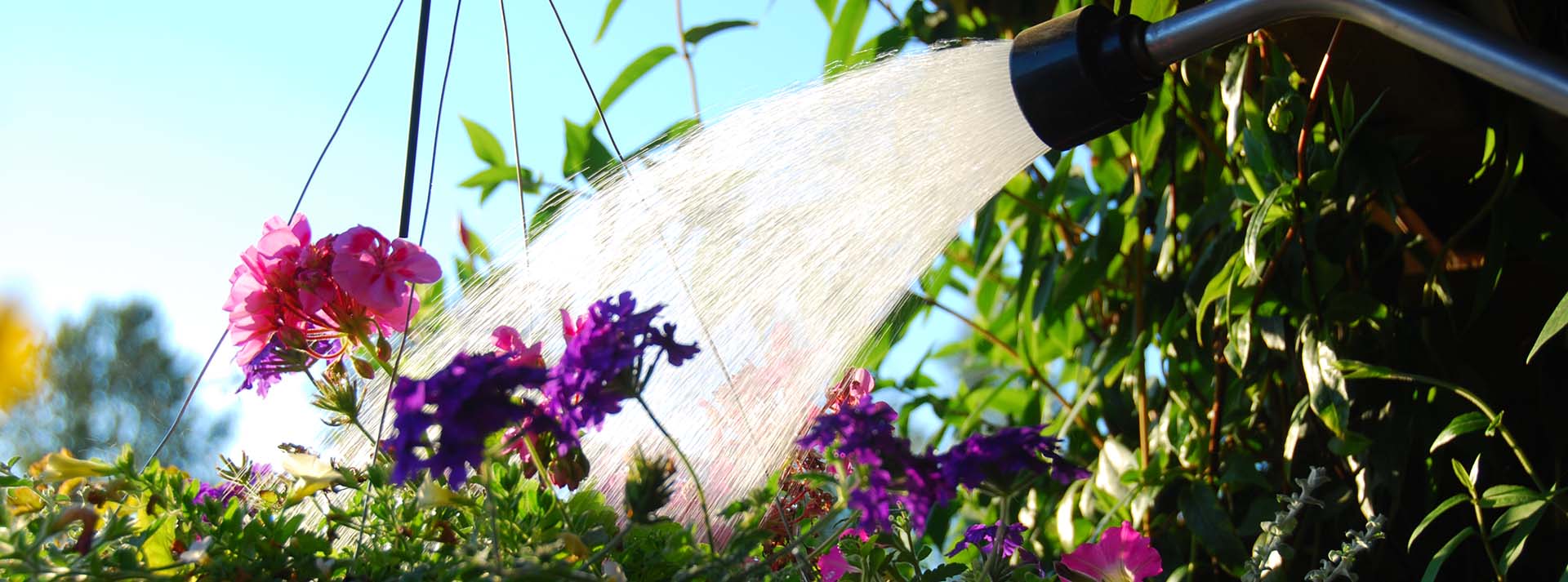 watering