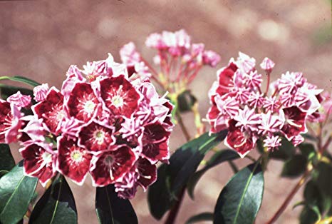 Kalmia latifolia 'Keepsake'