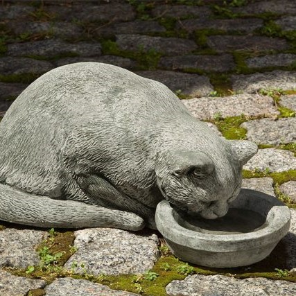 Campania - Samantha Cat drinking out of bowl A-492