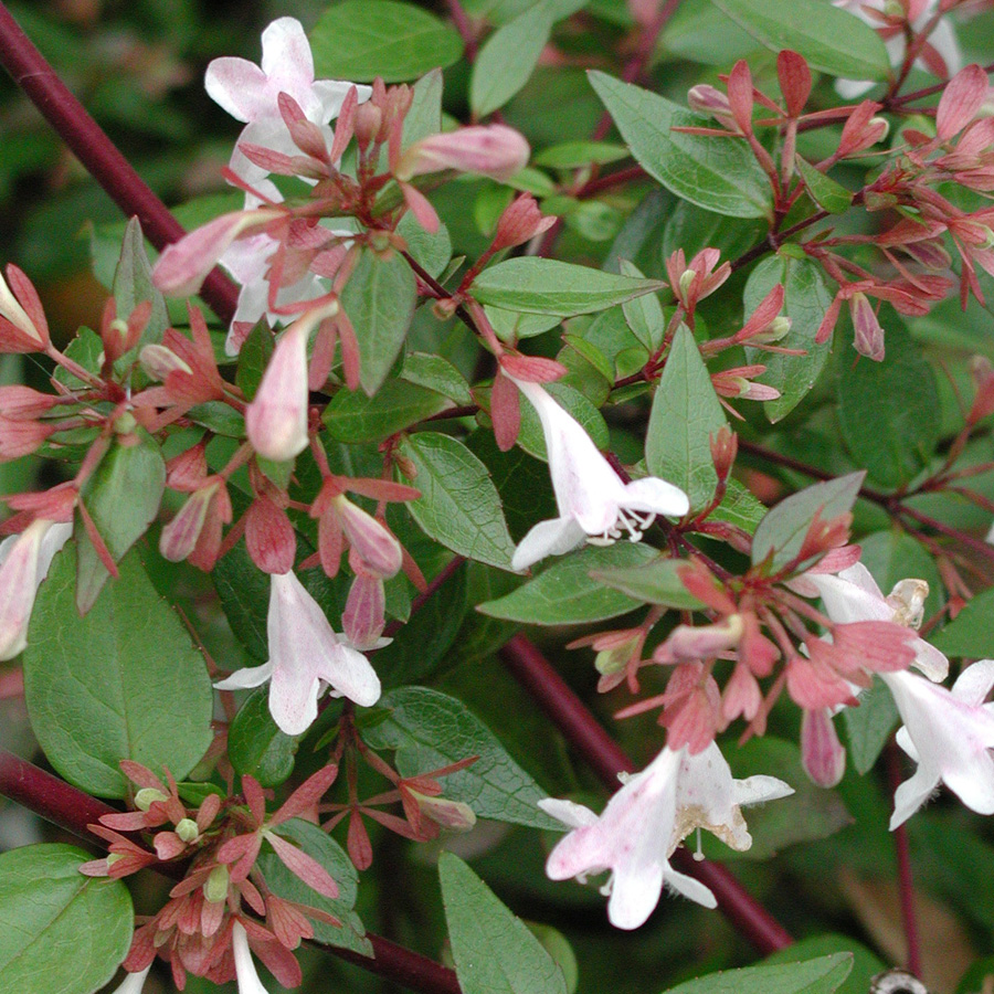 Abelia x 'Edward Goucher'