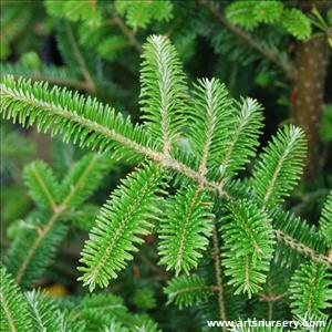 Abies balsamea