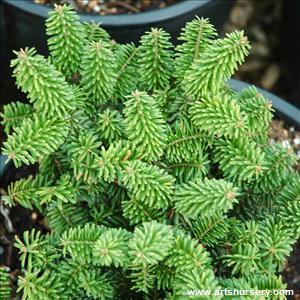 Abies balsamea nana