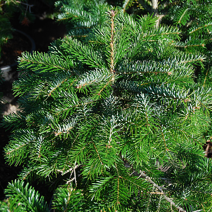 Abies lasiocarpa