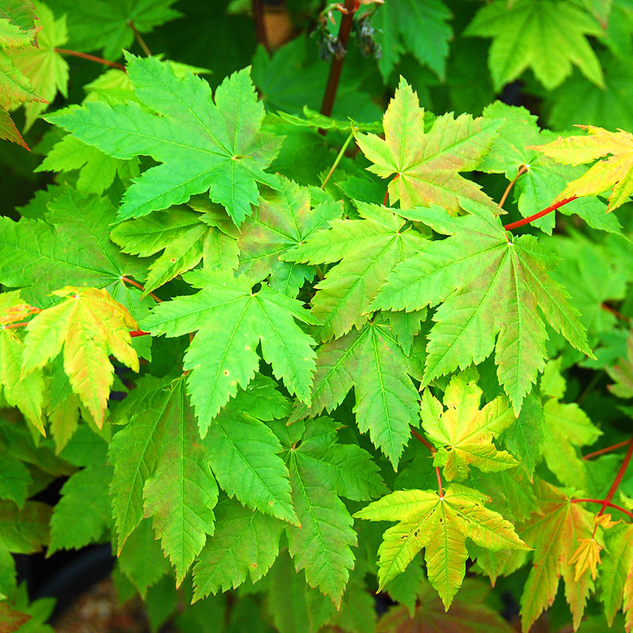 Acer circinatum