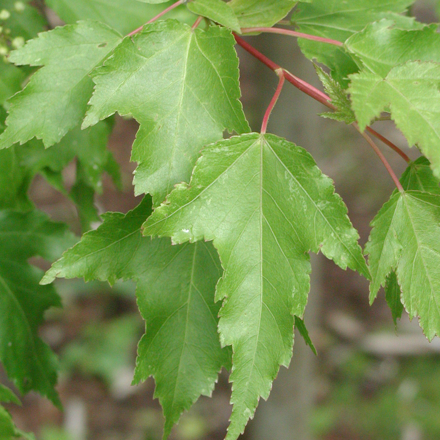 Acer ginnala 'Flame' Tree Form