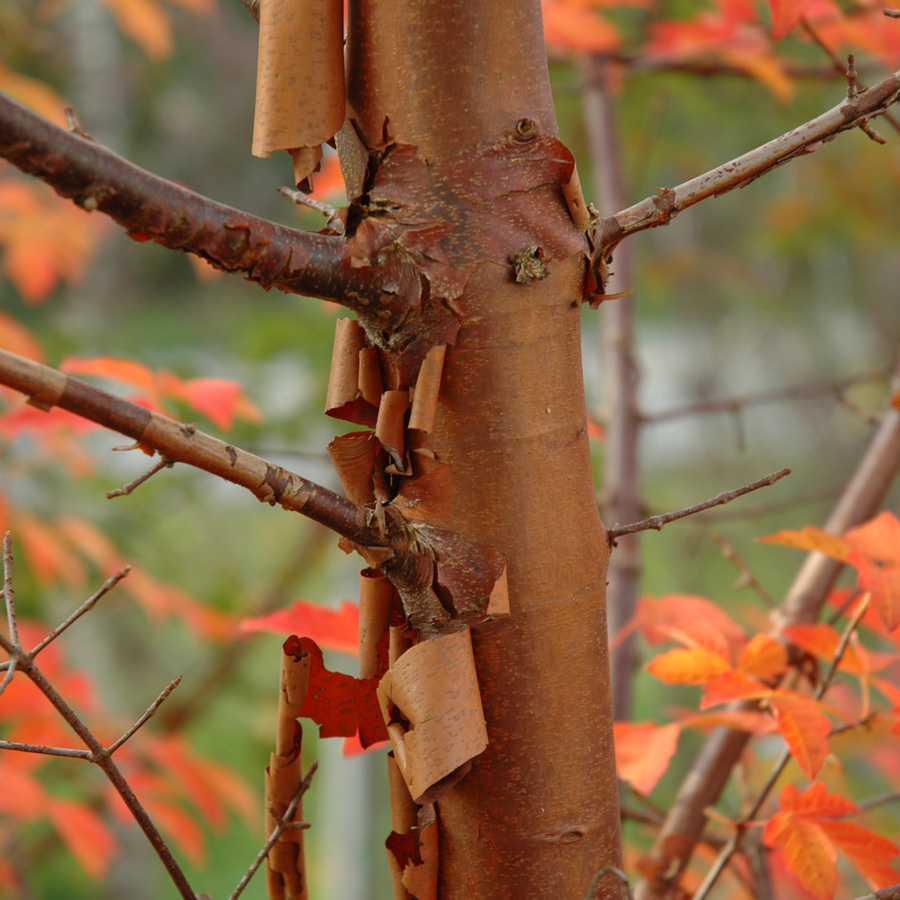 Acer griseum x A. maximowiczianum 'Molly Fordham' 