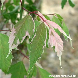 Acer negundo 'Flamingo'