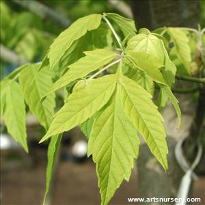 Acer negundo 'Kelly's gold'