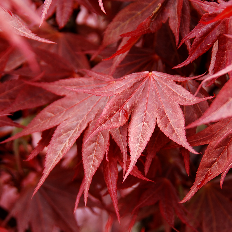 Acer palmatum ' Atropurpureum'