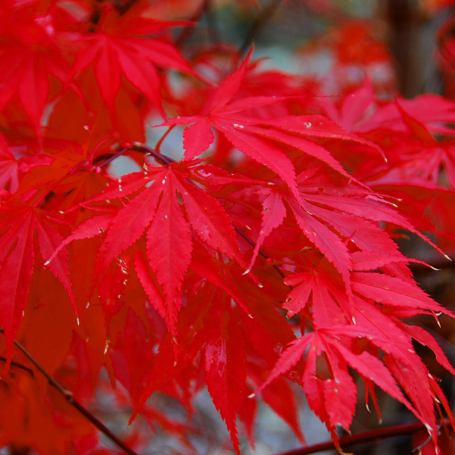 Acer palmatum 'Bloodgood'  7-8ft 