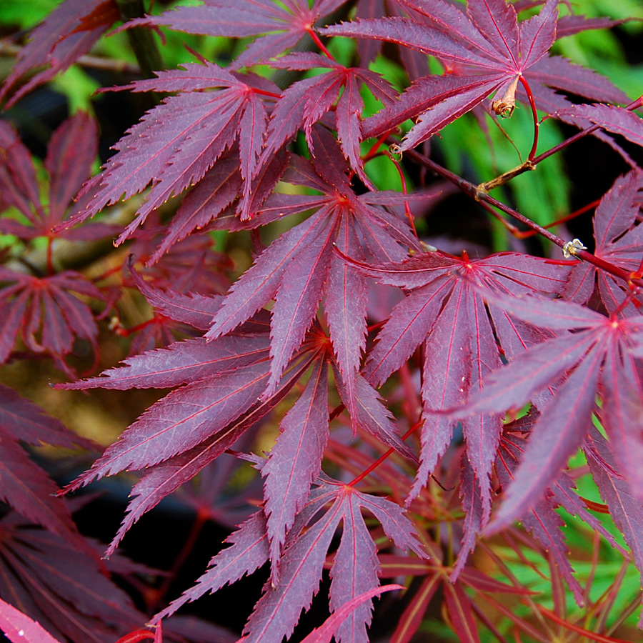 Acer palmatum 'Burgundy Lace