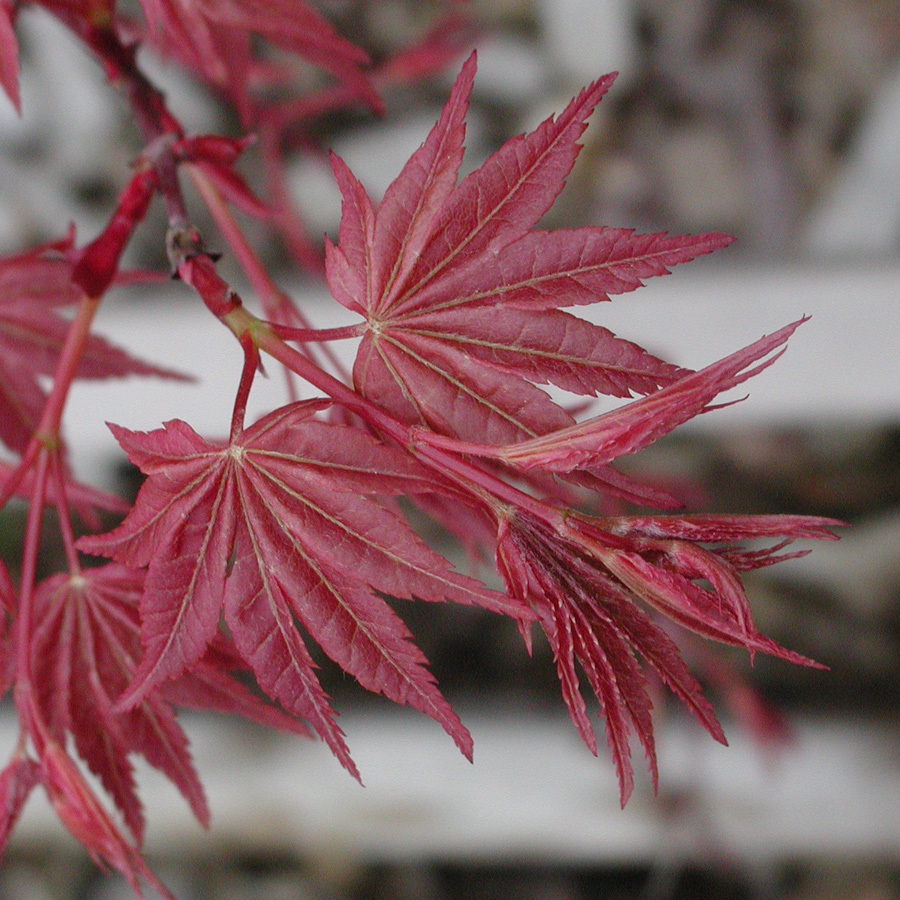 Acer palmatum 'Chishio'