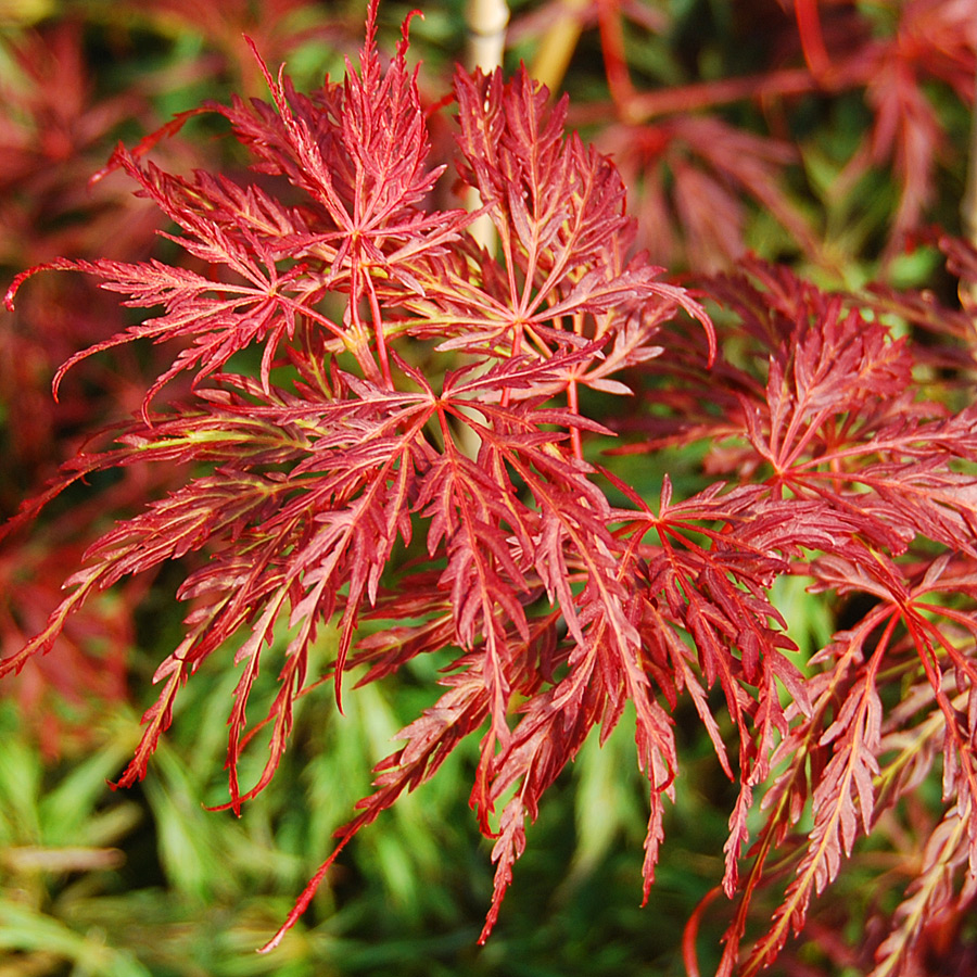 Acer palmatum dissectum 'Crimson Queen'