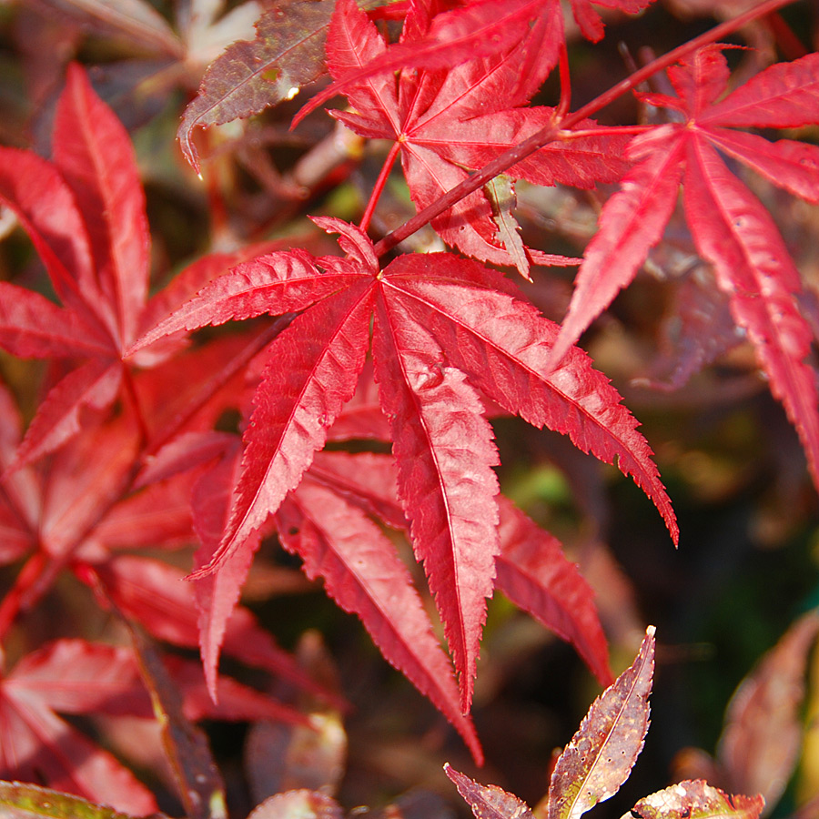 Acer palmatum 'Emperor I' 