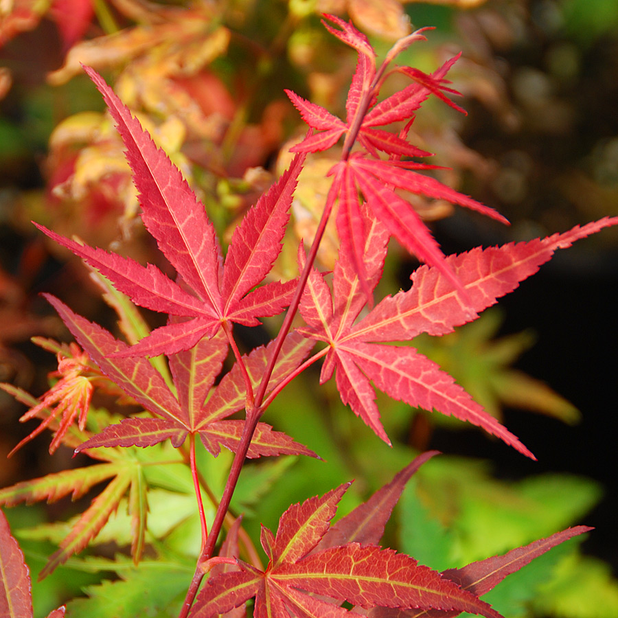 Acer palmatum 'Fireglow'