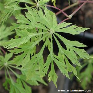 Acer palmatum dissectum 'Green Cascade'