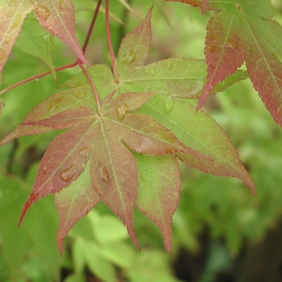 Acer_palmatum_HarvestRed.jpg