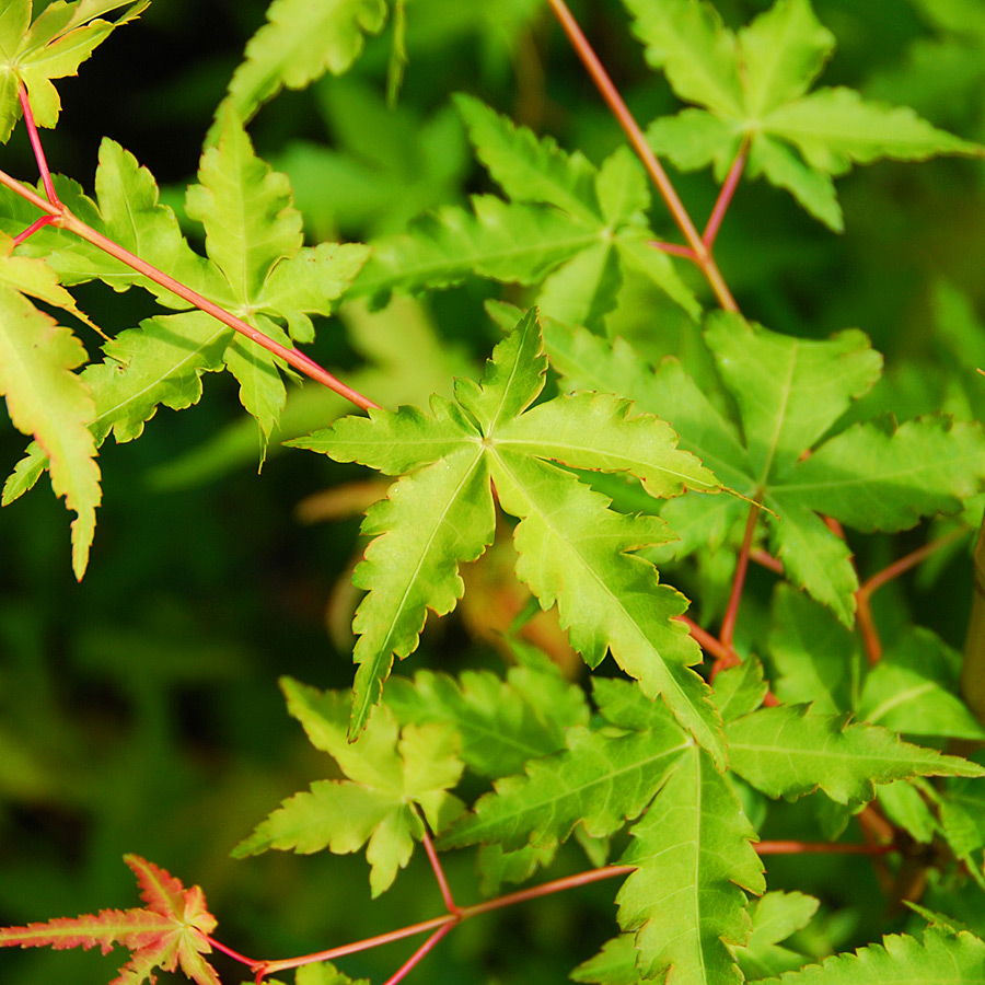 Acer palmatum 'Katsura'