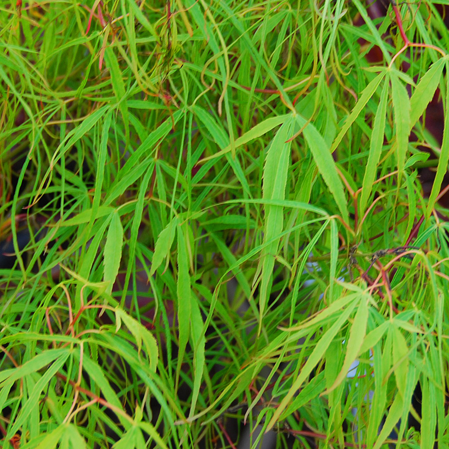 Acer palmatum 'Koto No Ito'