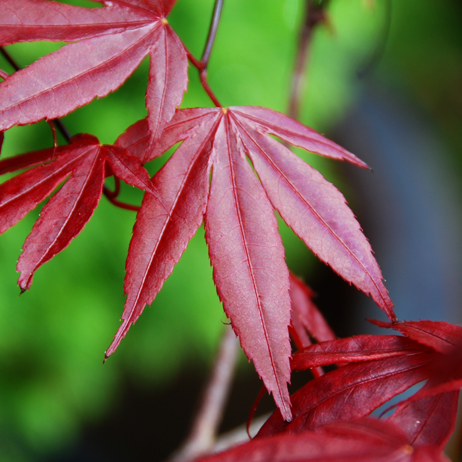 Acer shirasawanum 'Moonrise'