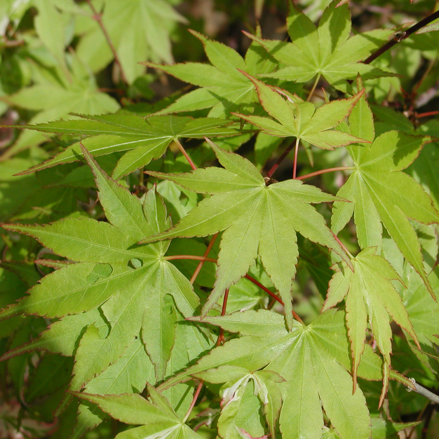 Acer palmatum 'Taiyo nishiki'