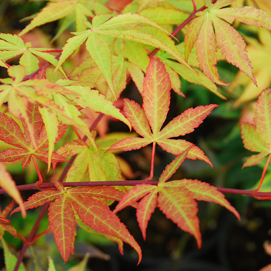 Acer palmatum 'Osakazuki'