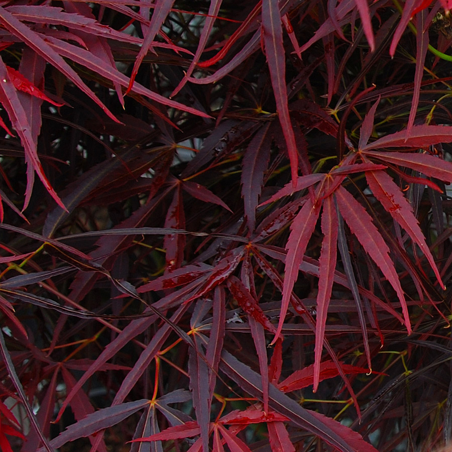 Acer palmatum 'Red Pygmy'