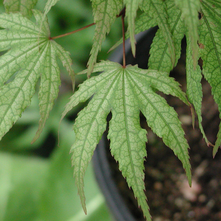 Acer palmatum Samurai