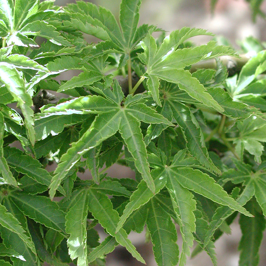 Acer palmatum 'Shishigashira' 