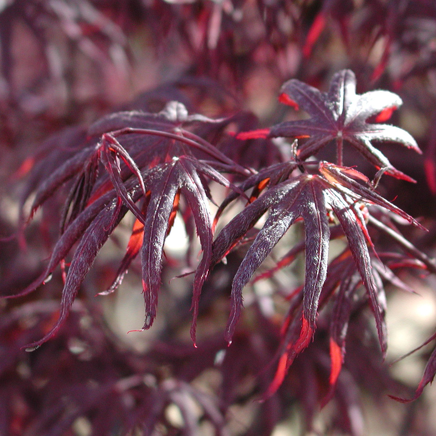 Acer palmatum 'Shojo'