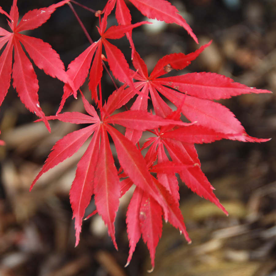 Acer palmatum 'Sumi nagashi' 