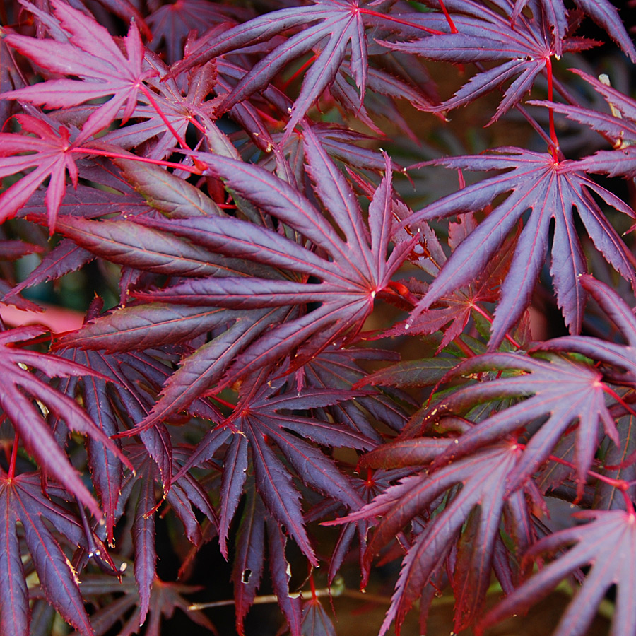 Acer palmatum 'Trompenburg'