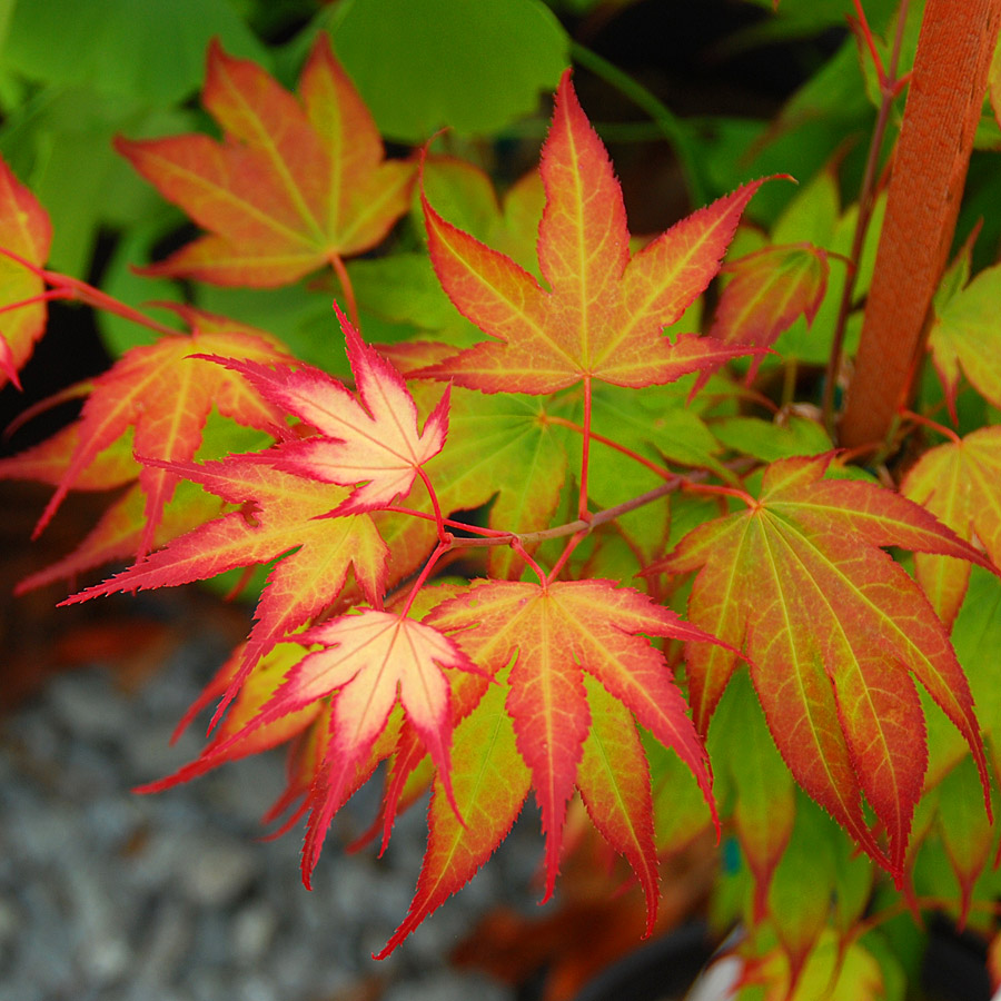 Acer palmatum 'Winter Orange'