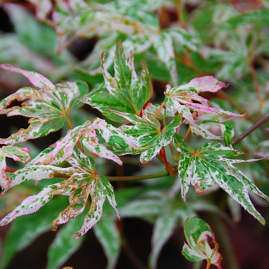 Acer palmatum 'Ukigumo'