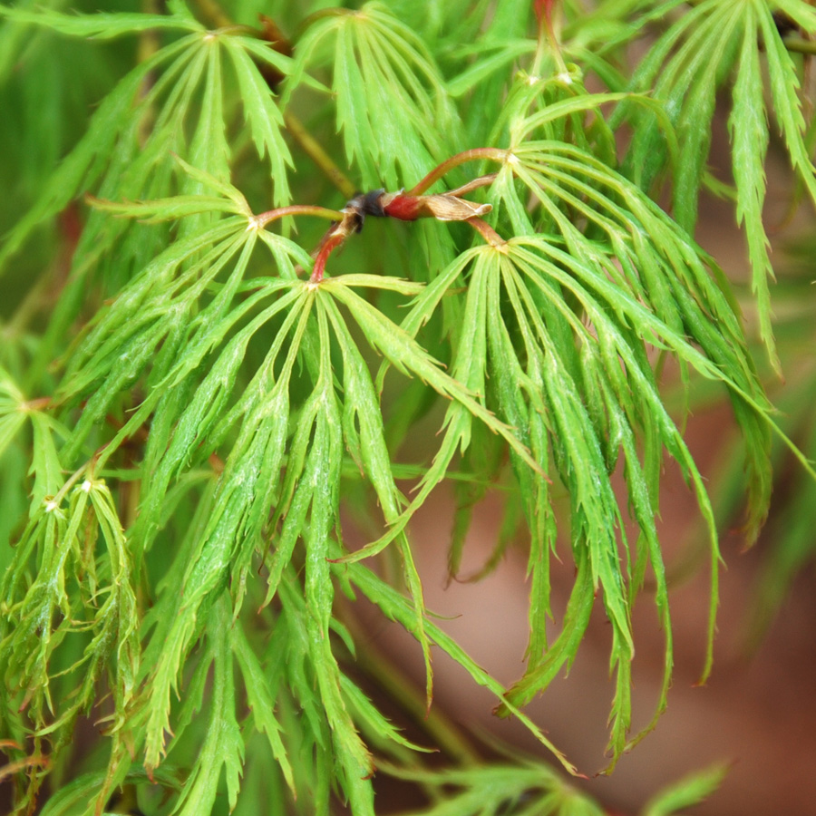 Acer_palmatum_disectum_Viridis.jpg