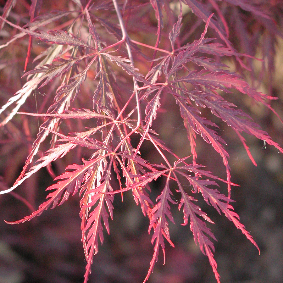 Acer palmatum dissectum 'Inaba shidare' 