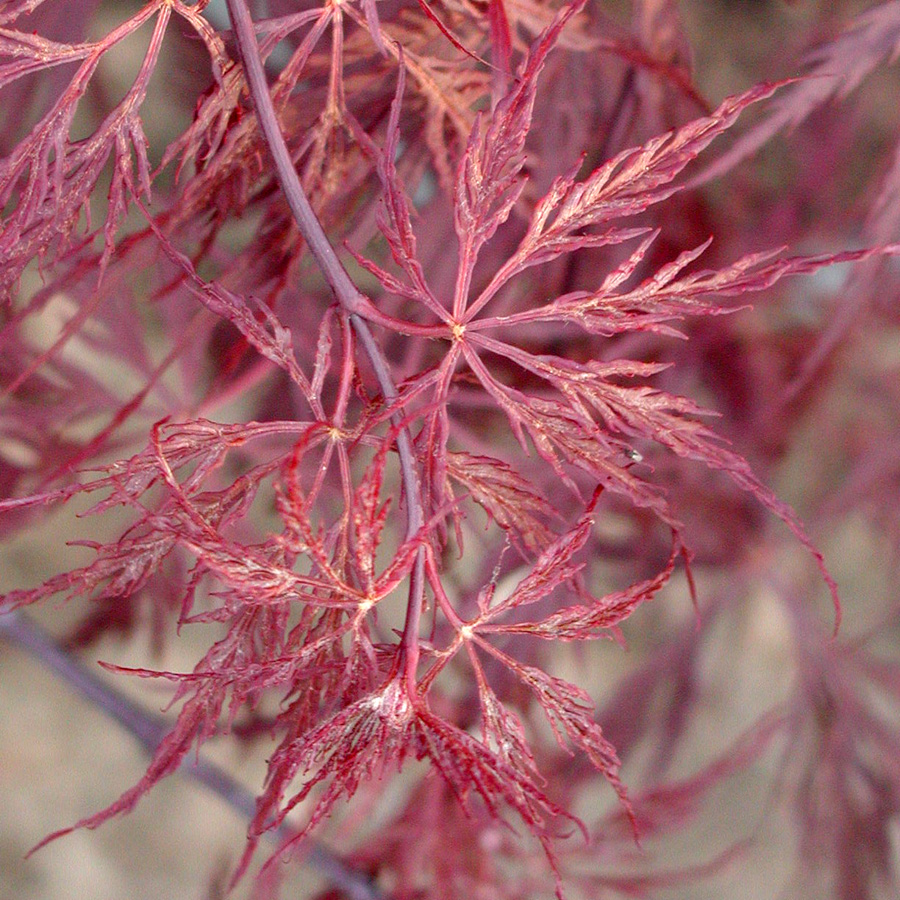 Acer palmatum dissectum 'Red Dragon'