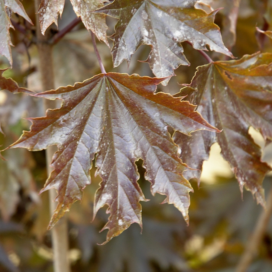 Acer platanoides 'Crimson Sentry'