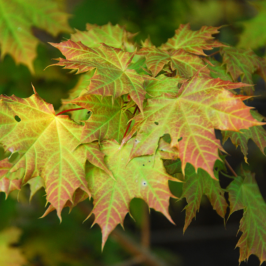 Acer platanoides 'Globosum'